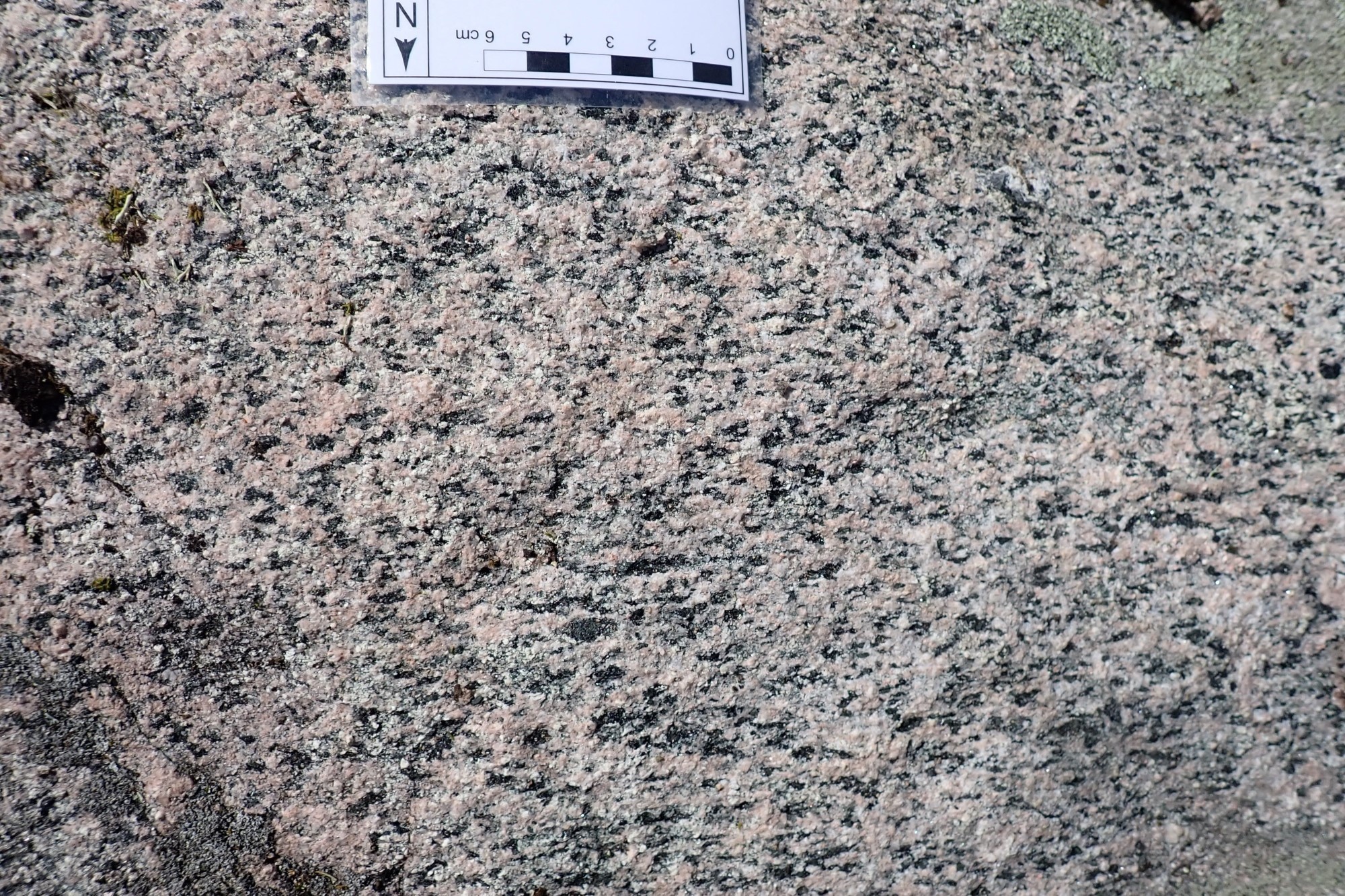 Weathered patina of a monzonite. Outcrop 24-SN-5001.